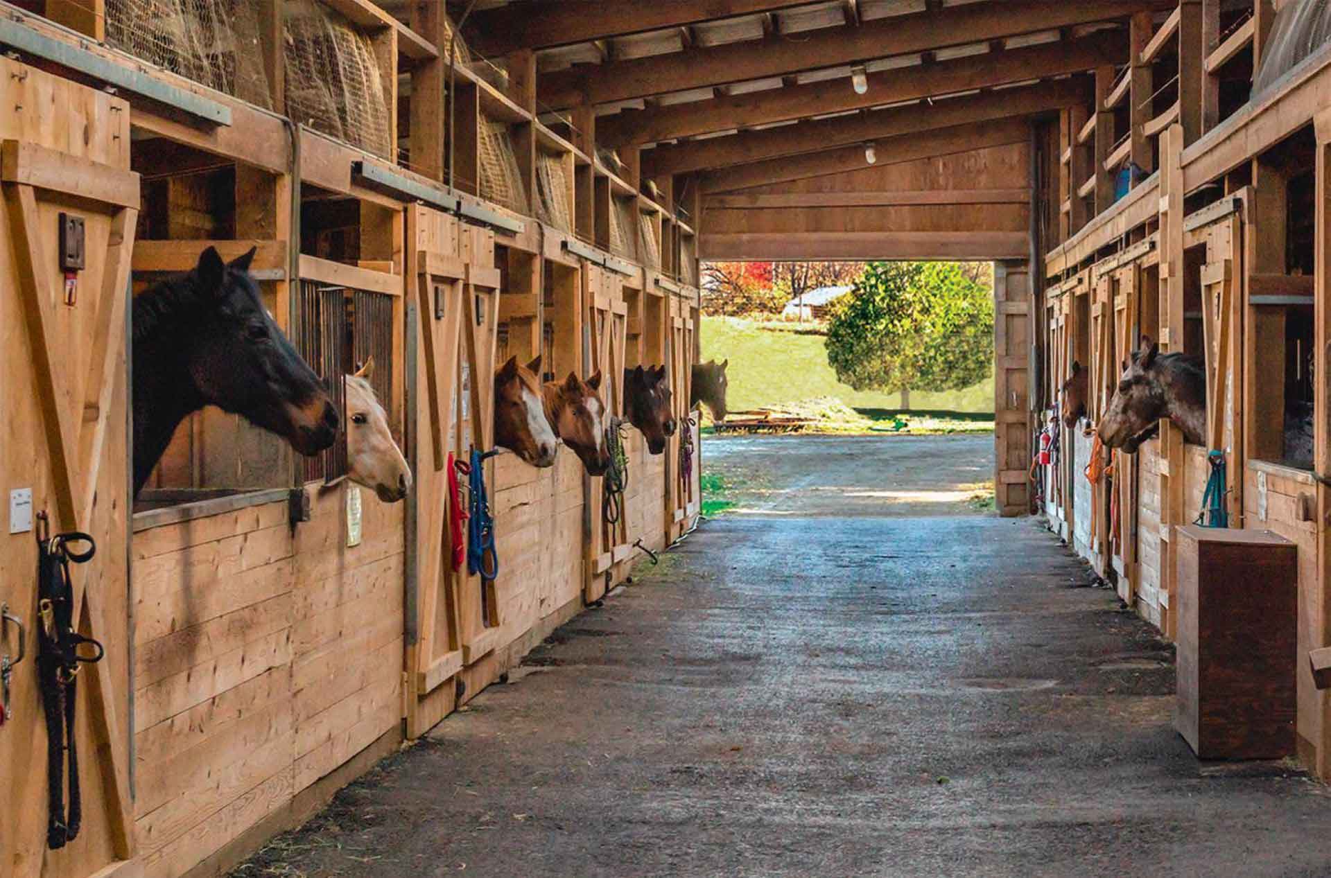 A row of horses stick their heads out of wooden stalls along both sides of a bright, clean barn aisle. Sunlight pours in from the open end of the barn, revealing a grassy yard and trees beyond.