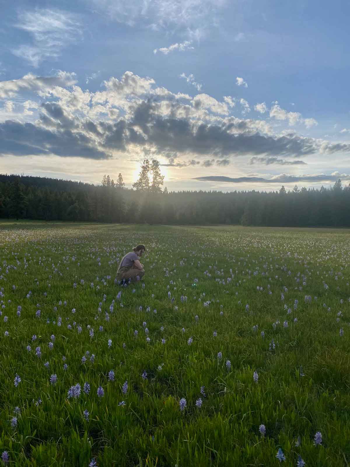 A scenic photo of a meadow with the sun behind the clouds.